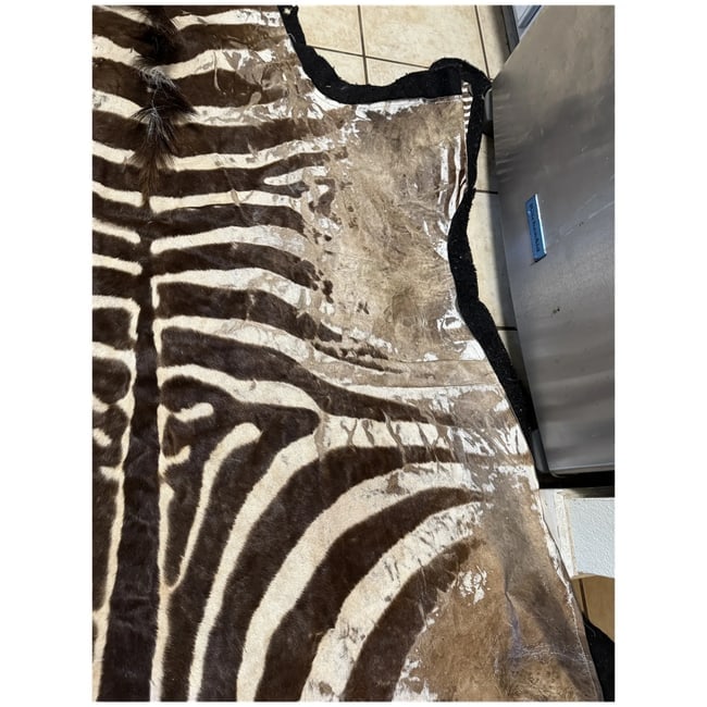 Huge 109x81" Authentic ZEBRA Hide as rug Vintage Africa - 7