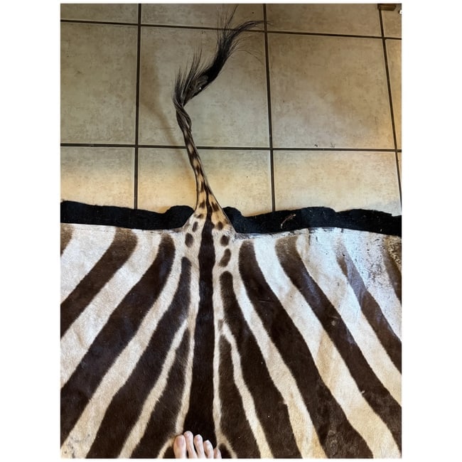 Huge 109x81" Authentic ZEBRA Hide as rug Vintage Africa - 8