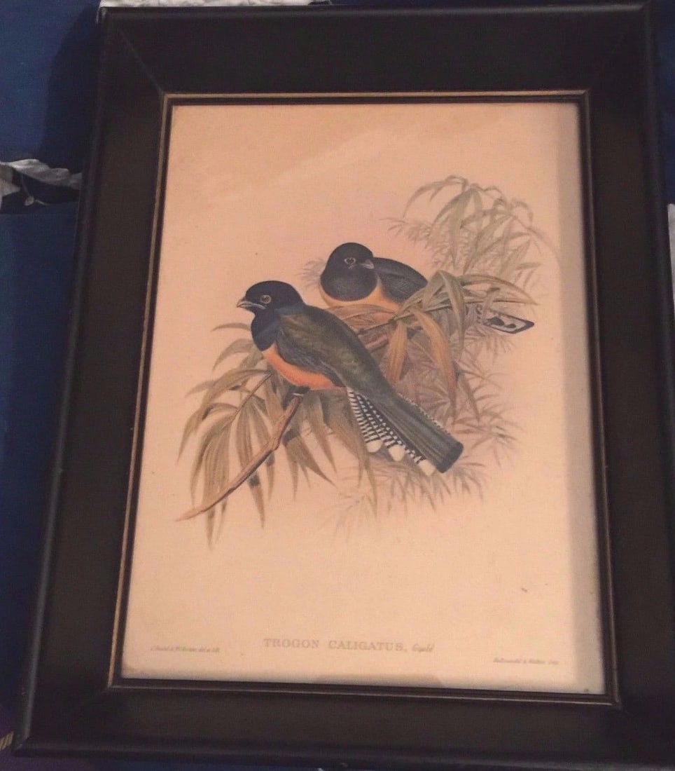 J. Gould and H.C. Richter, TROGON CALIGATUS Lithograph Framed Nice!!: Up for sale is a beautiful vintage framed lithograph TROGON CALIGATUS by J. Gould and H.C. Richter, del et lith. Measures 7 1/4" x 9 1/4" in frame. Has great detail, nicely framed and ready for hangin