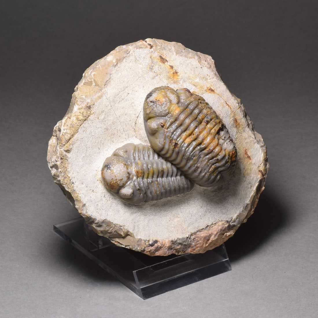Combo of fine Jorf trilobites - Austerops sp. - 2