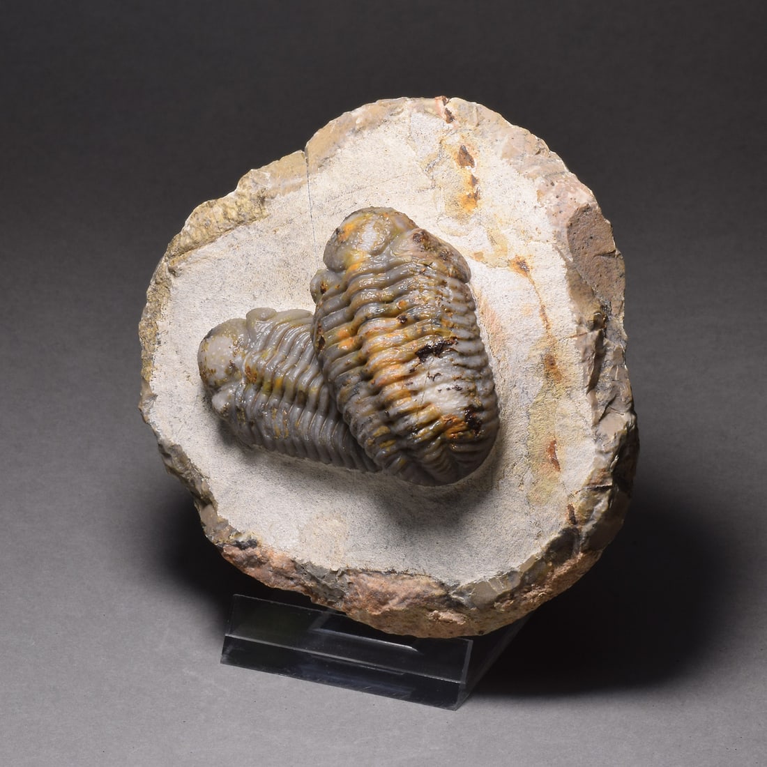 Combo of fine Jorf trilobites - Austerops sp. - 3