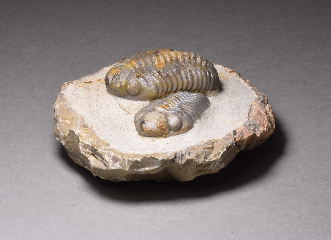Combo of fine Jorf trilobites - Austerops sp. - 4