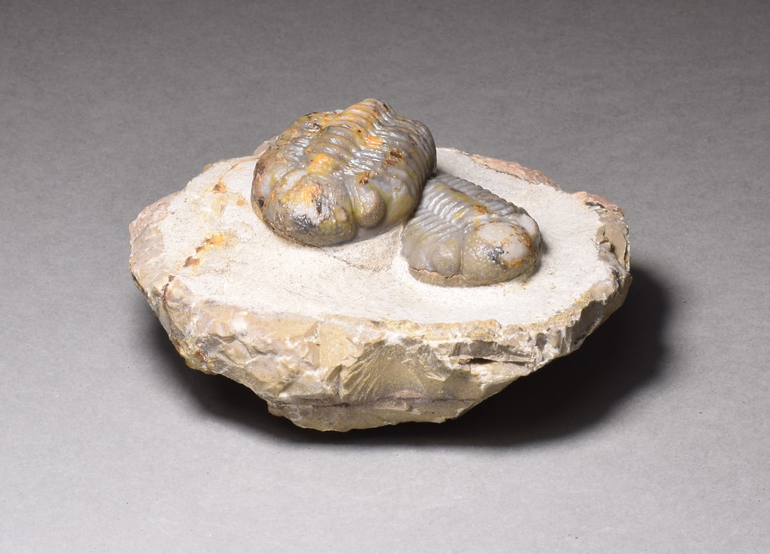 Combo of fine Jorf trilobites - Austerops sp. - 5