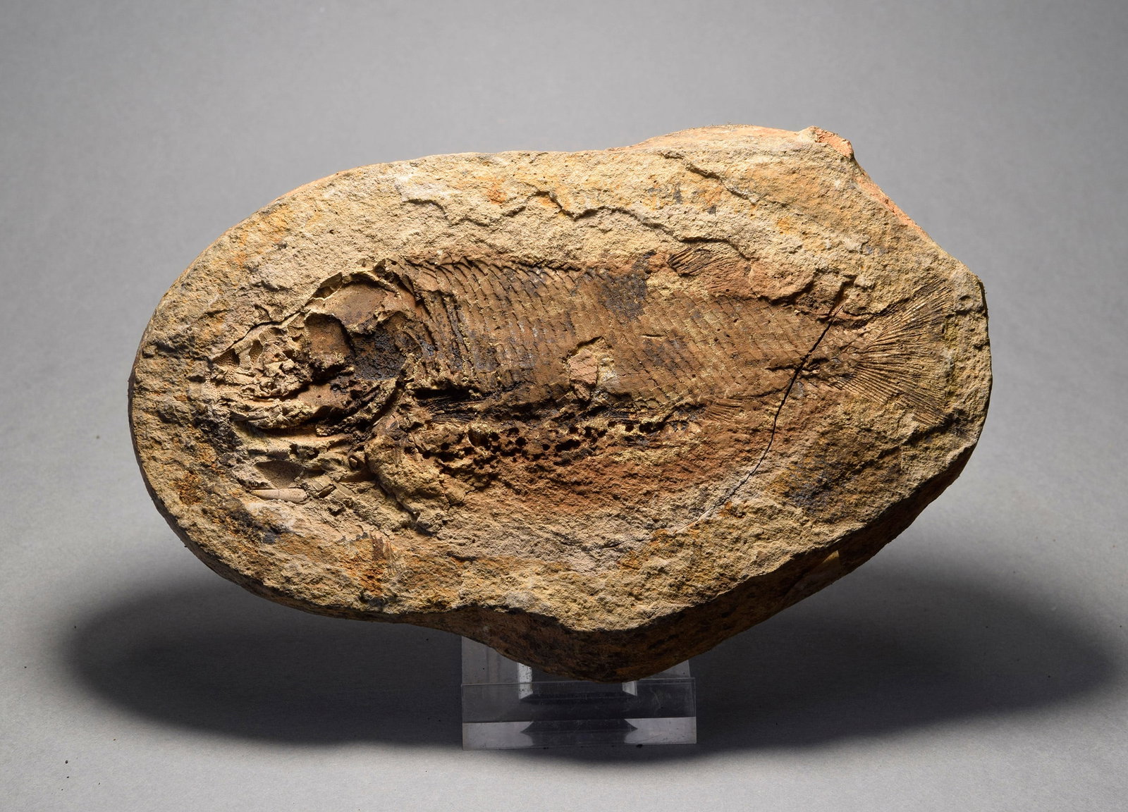 Detailed fish fossil Paracentrophorus madagascariensis: Title: Detailed fish fossil Paracentrophorus madagascariensis Origin: Madagascar Size: c. 12.8 cm long Description: Species: Paracentrophorus madagascariensis. Age: lower Triassic. Locality: Madagasca