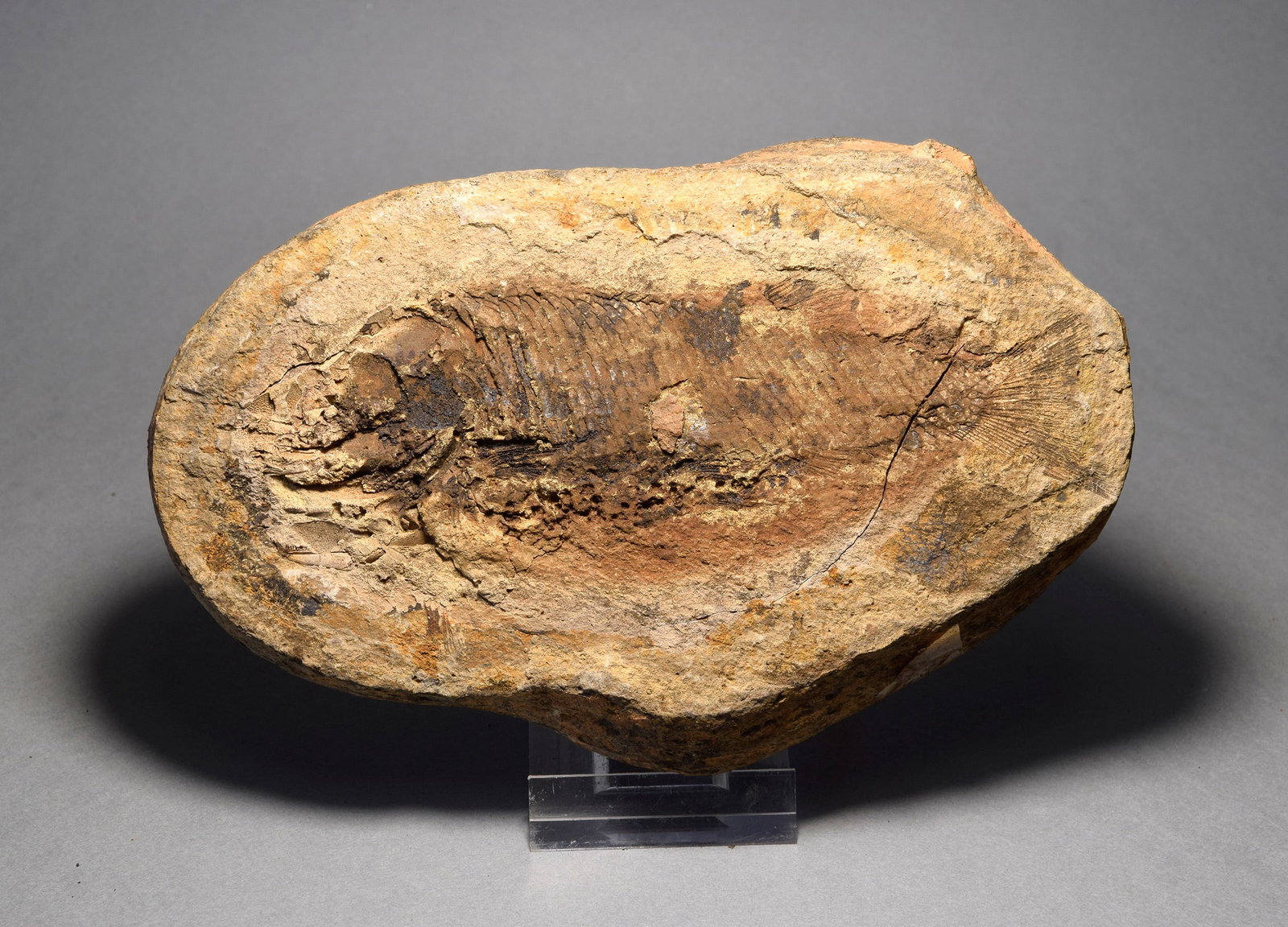 Detailed fish fossil Paracentrophorus madagascariensis - 2