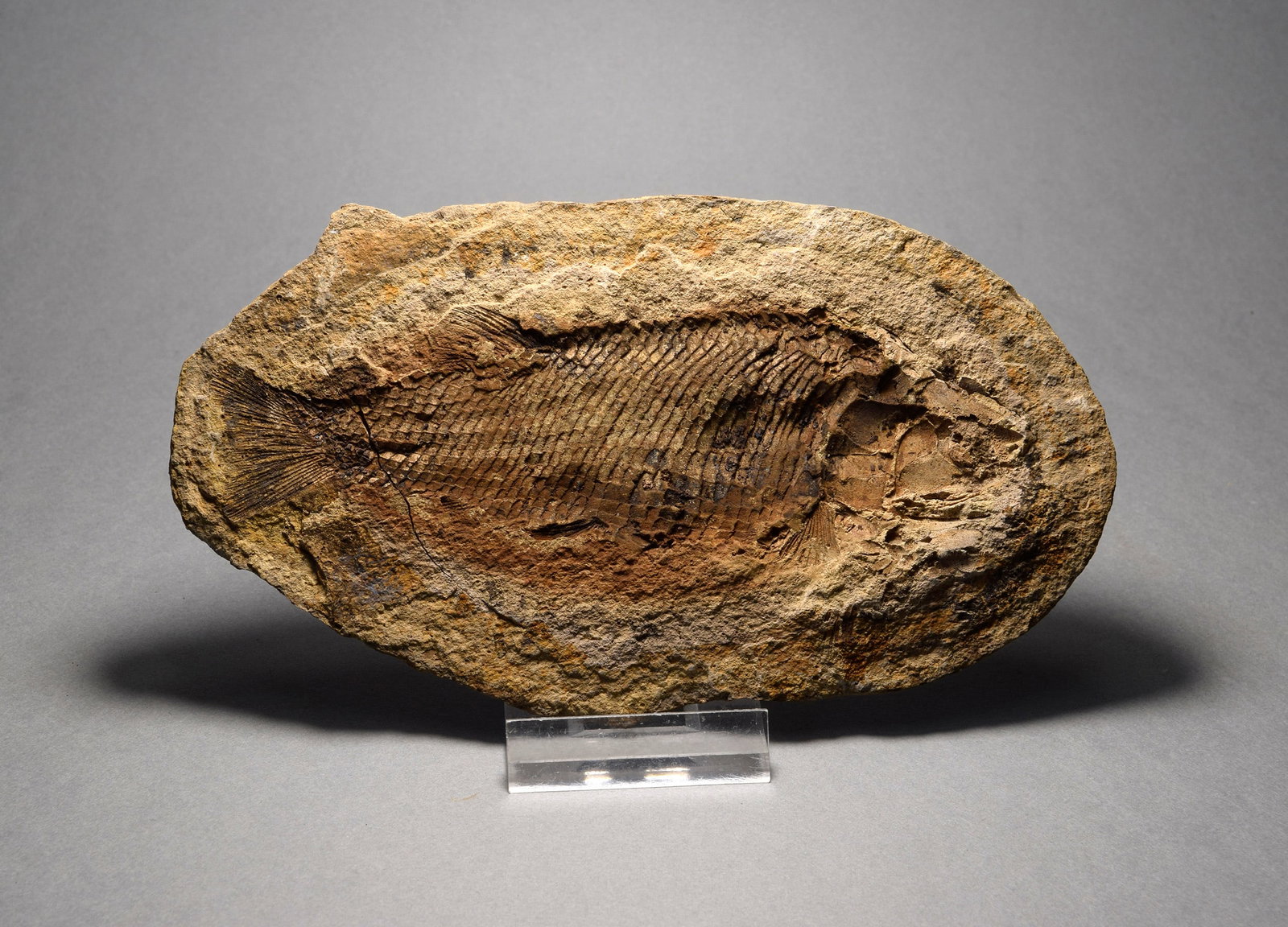 Detailed fish fossil Paracentrophorus madagascariensis - 3