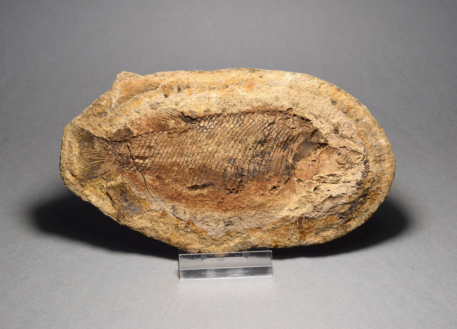 Detailed fish fossil Paracentrophorus madagascariensis - 4
