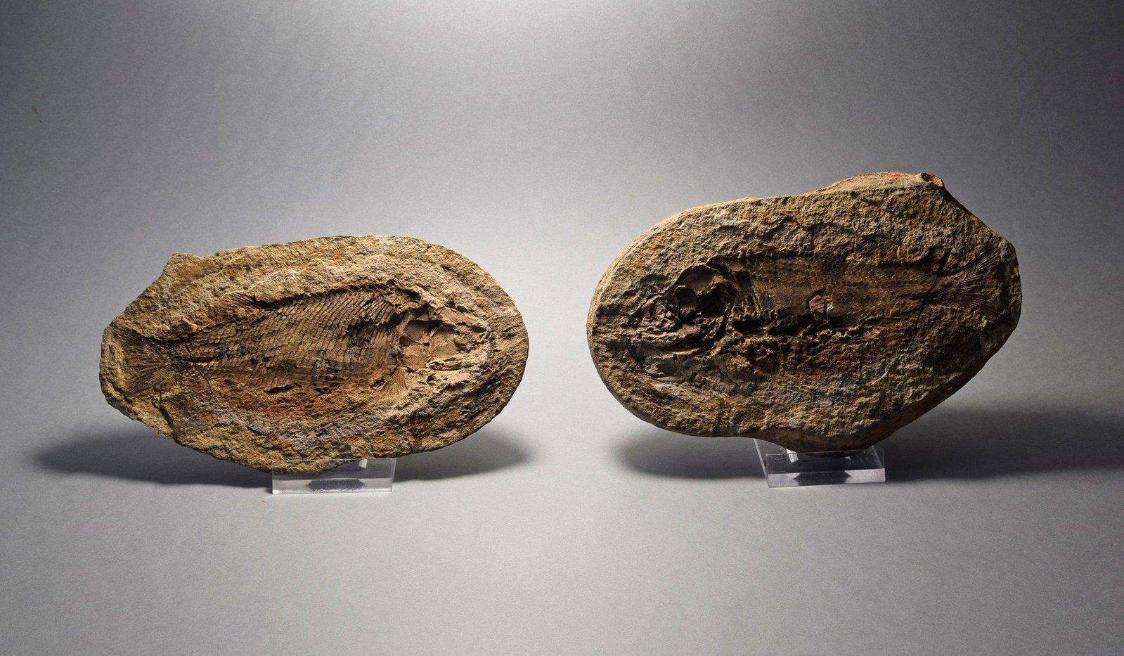 Detailed fish fossil Paracentrophorus madagascariensis - 5