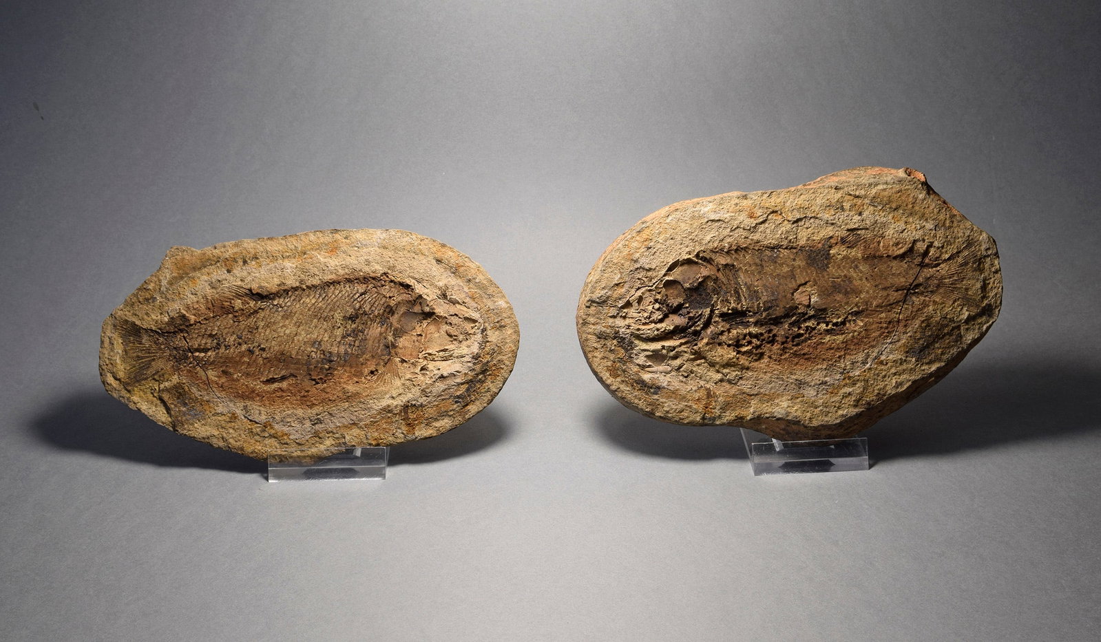 Detailed fish fossil Paracentrophorus madagascariensis - 6