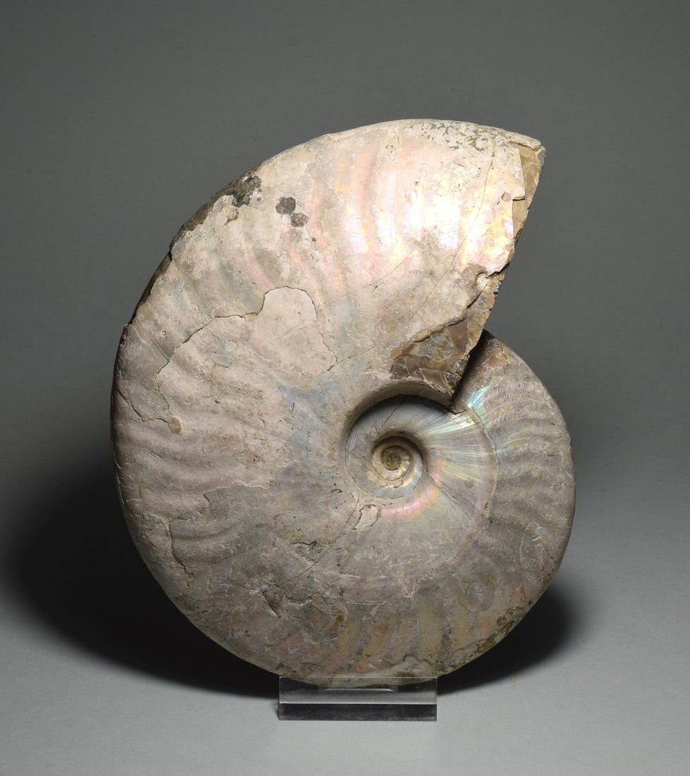 Beautiful 15.4 cm nacreous ammonite Aioloceras besairiei: Title: Beautiful 15.4 cm nacreous ammonite Aioloceras besairiei Origin: Madagascar Size: 16.4 cm diameter ! Description: Species: Aioloceras besairiei. Age: Cretaceous, Albian. Locality: Mahajanga, Ma