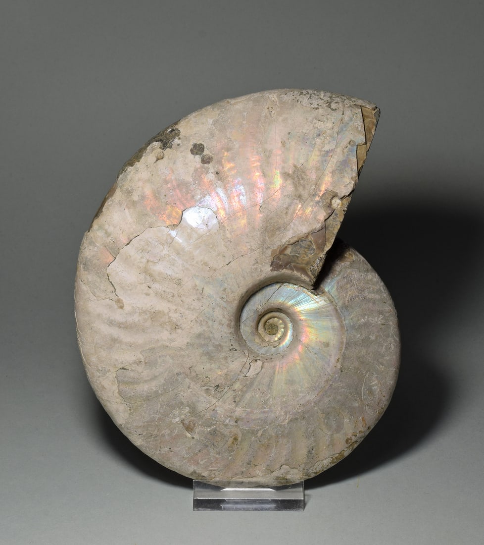 Beautiful 15.4 cm nacreous ammonite Aioloceras besairiei - 2