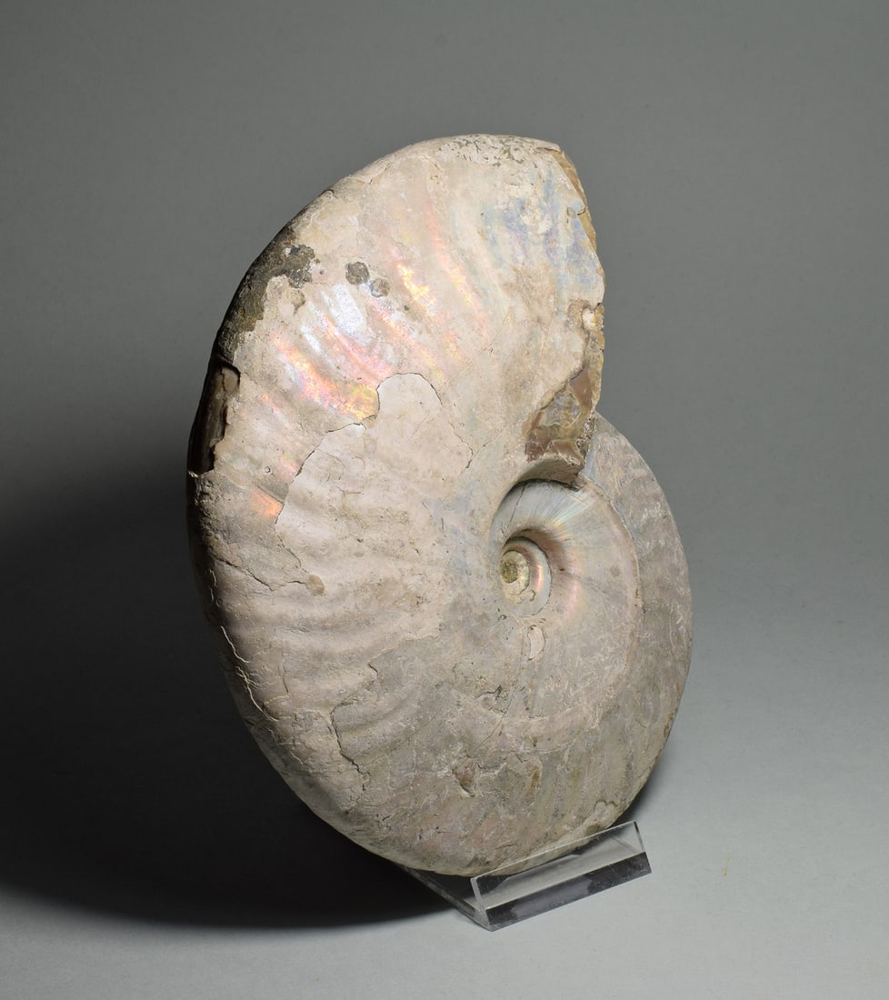 Beautiful 15.4 cm nacreous ammonite Aioloceras besairiei - 3