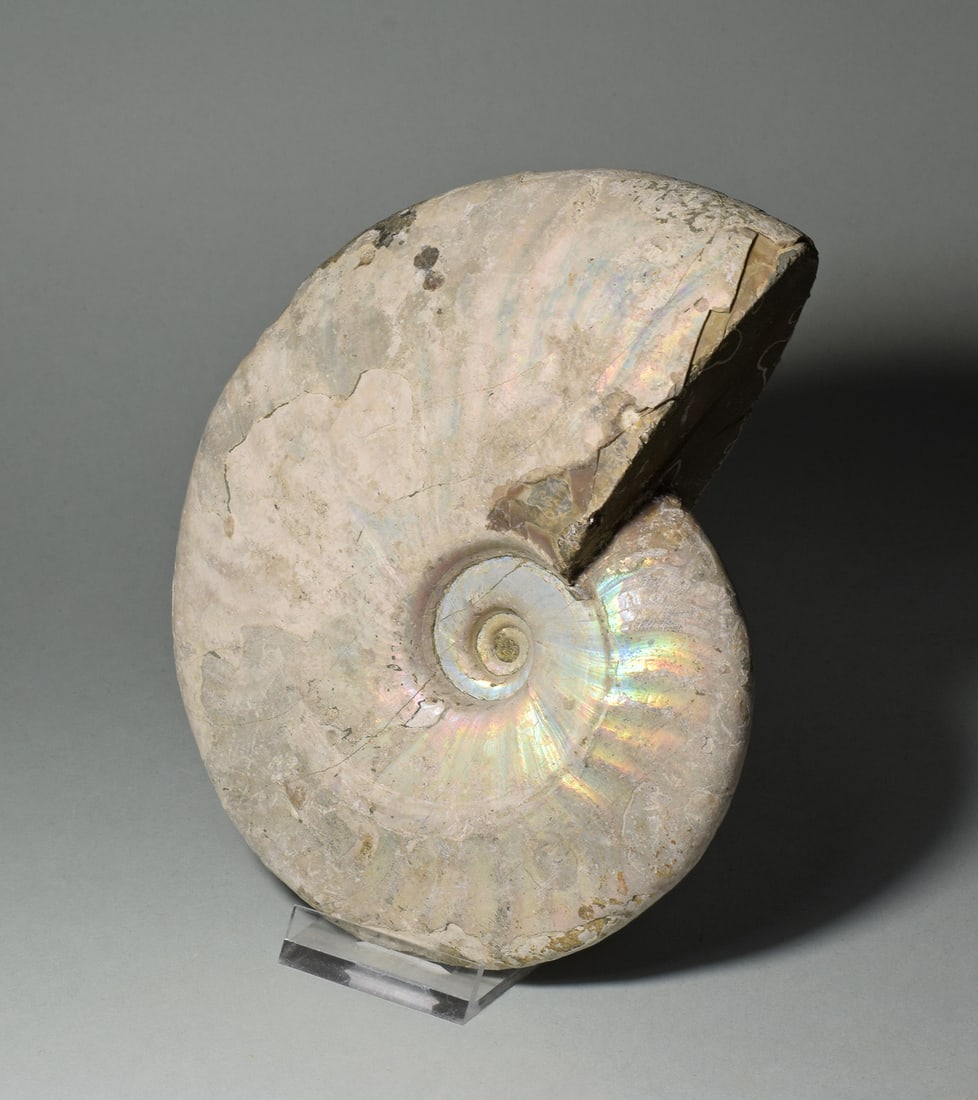 Beautiful 15.4 cm nacreous ammonite Aioloceras besairiei - 4