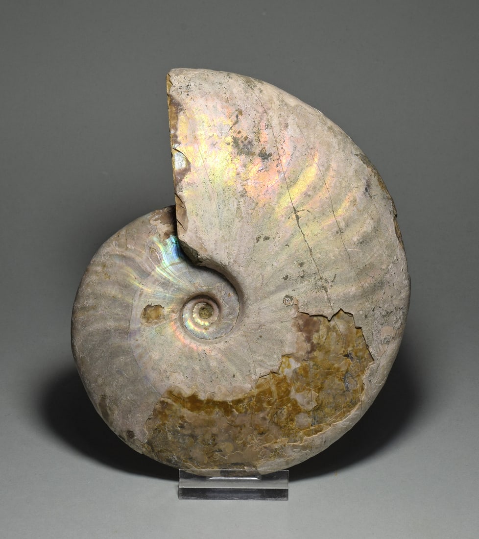 Beautiful 15.4 cm nacreous ammonite Aioloceras besairiei - 5