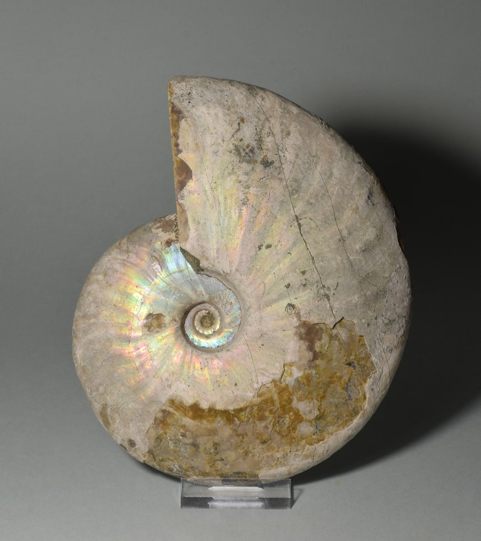 Beautiful 15.4 cm nacreous ammonite Aioloceras besairiei - 6
