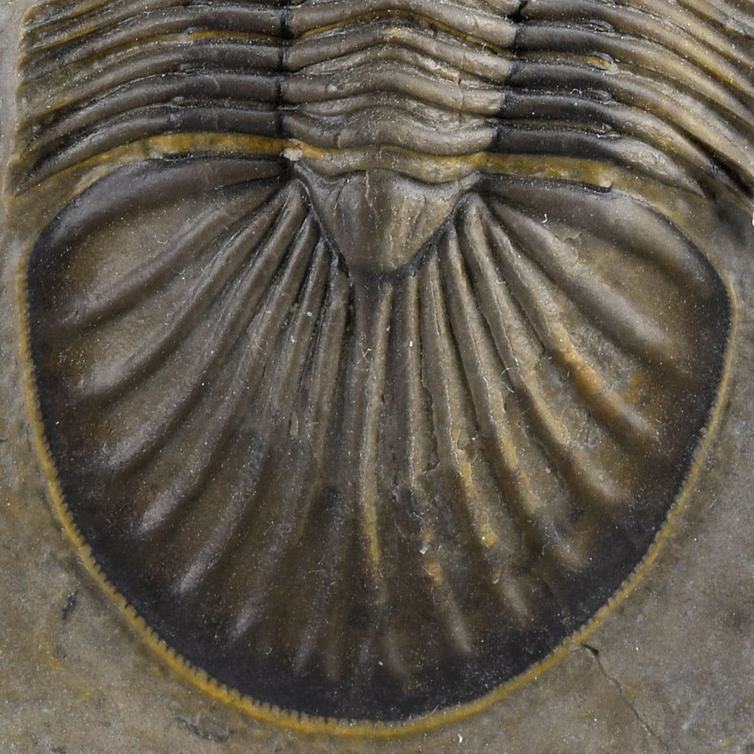 Beautiful trilobite Scabriscutellum - 2
