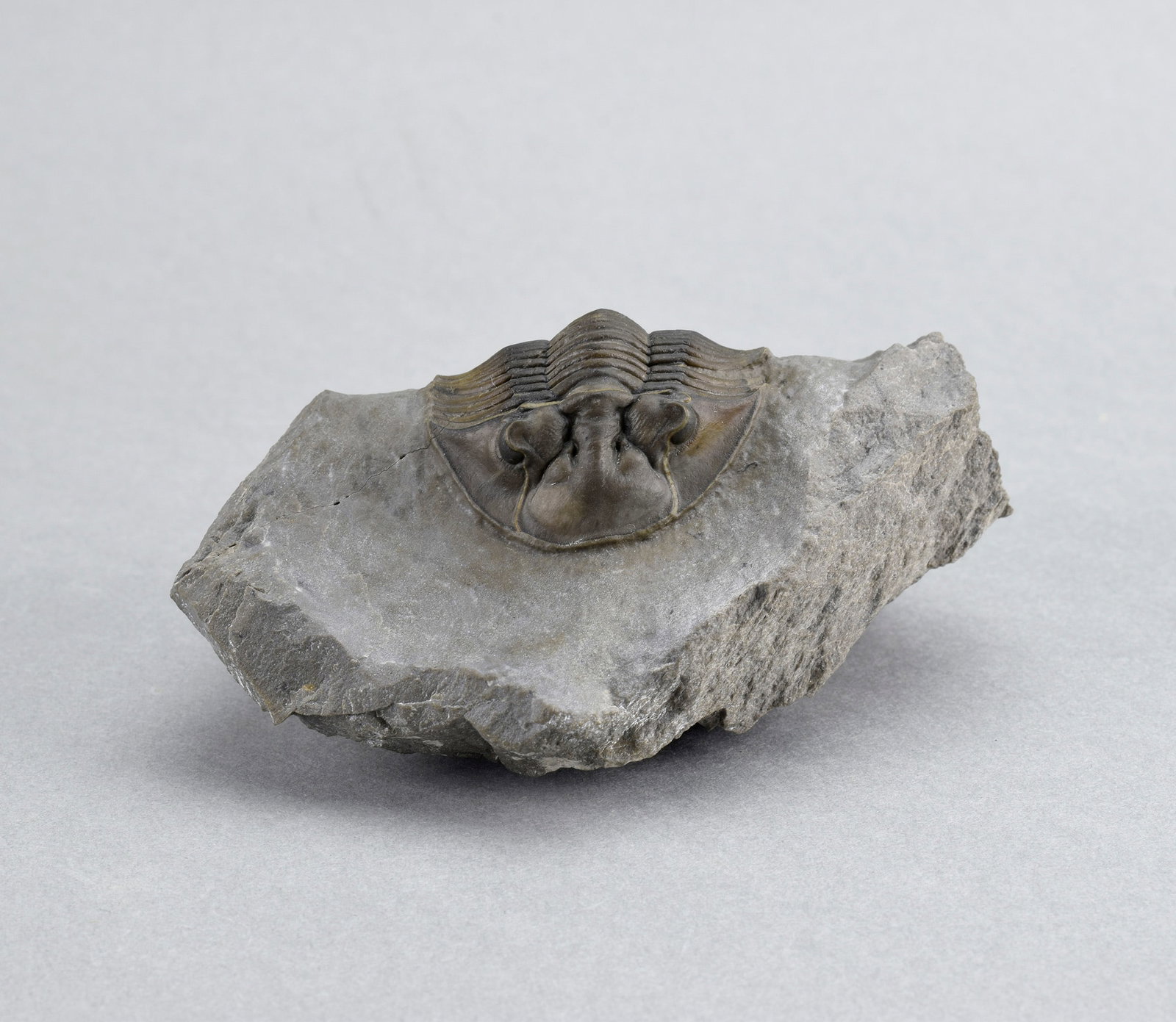 Beautiful trilobite Scabriscutellum - 7