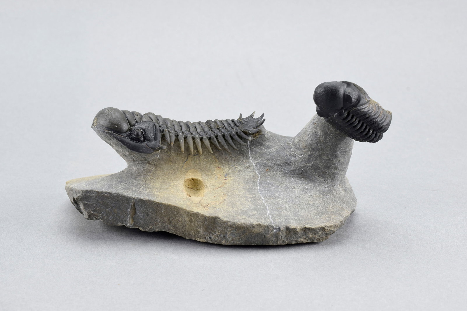 Fine trilobite combo - Crotalocephalina gr. gibbus and Phacopid: Title: Fine trilobite combo - Crotalocephalina gr. gibbus and Phacopid Origin: Morocco Size: c. 6.3 cm long Crotalocephalina Description: Species: Cheirurus (Crotalocephalina) gr. gibbus and