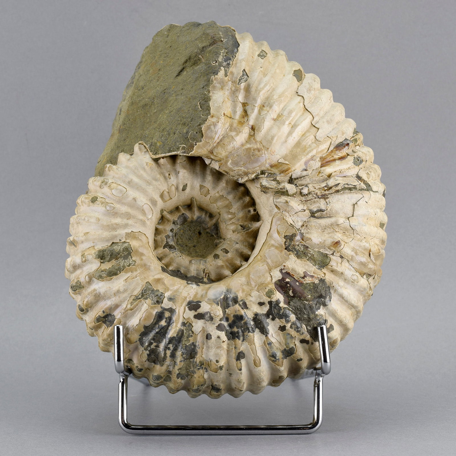 Fine 16.5 cm ammonite Douvilleiceras mammillatum: Title: Fine 16.5 cm ammonite Douvilleiceras mammillatum Origin: Madagascar Size: 16.5 cm diameter Description: Species: Douvilleiceras mammillatum Age: Albian, Cretaceous Locality: Mahajanga, Madagasc
