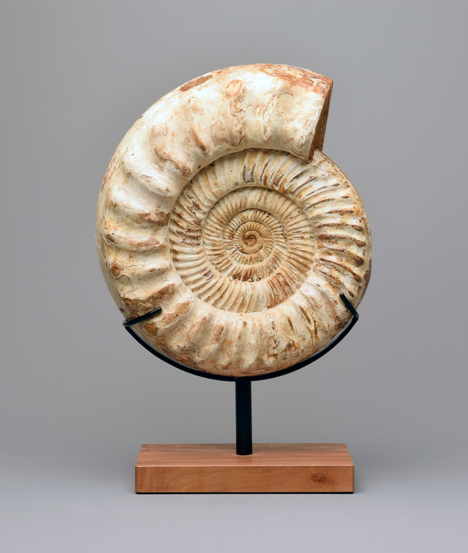 30 cm Ammonite on stand - Kranaosphinctes sp.: Title: 30 cm Ammonite on stand - Kranaosphinctes sp. Origin: Madagascar Size: c. 30 cm diameter Description: Species: Kranaosphinctes sp. Age: Jurassic, Oxfordian Locality: Sakaraha, Madagascar Measur