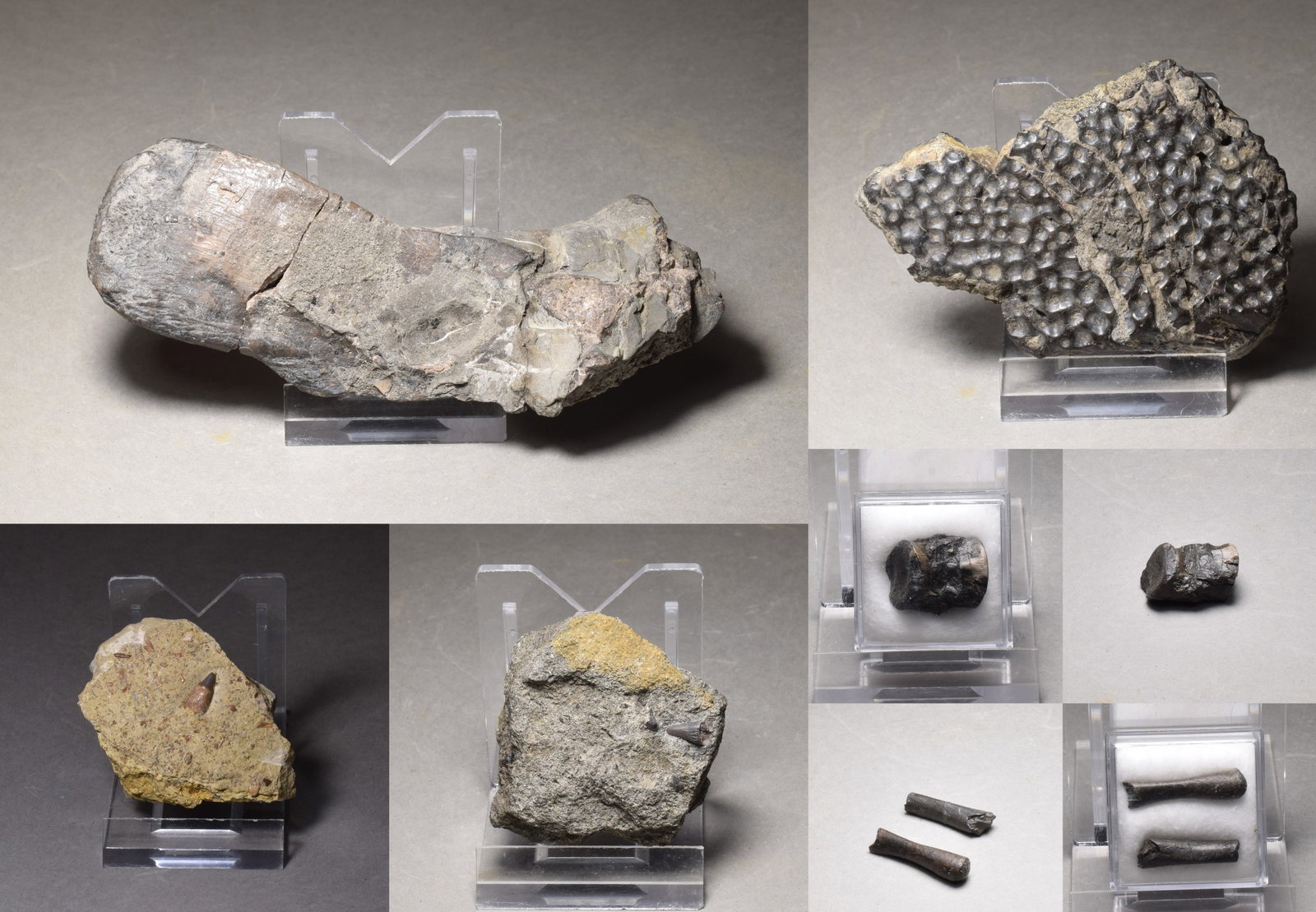 Collection of seven "bonebed" fossils - 6