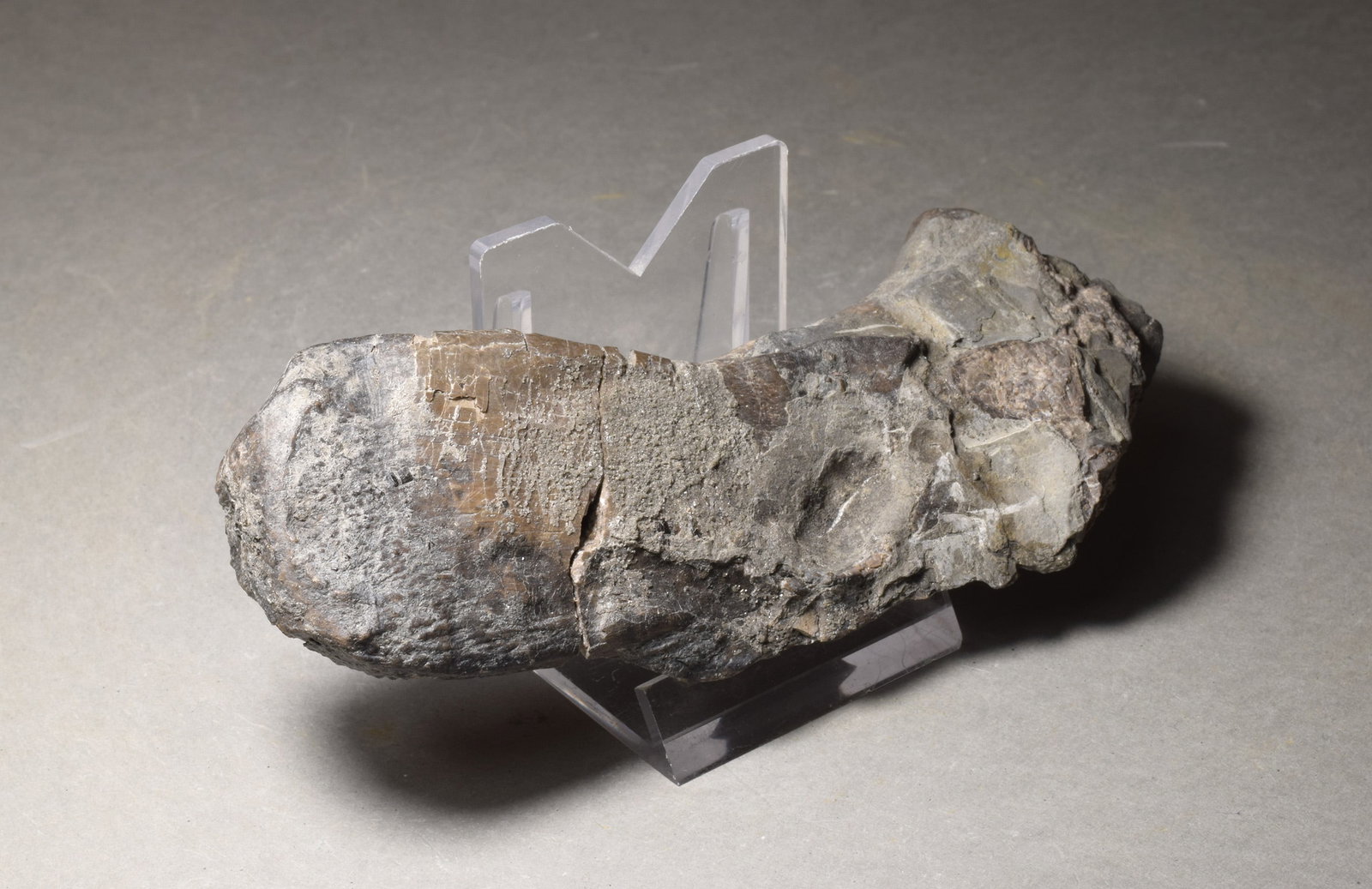 Collection of seven "bonebed" fossils - 8