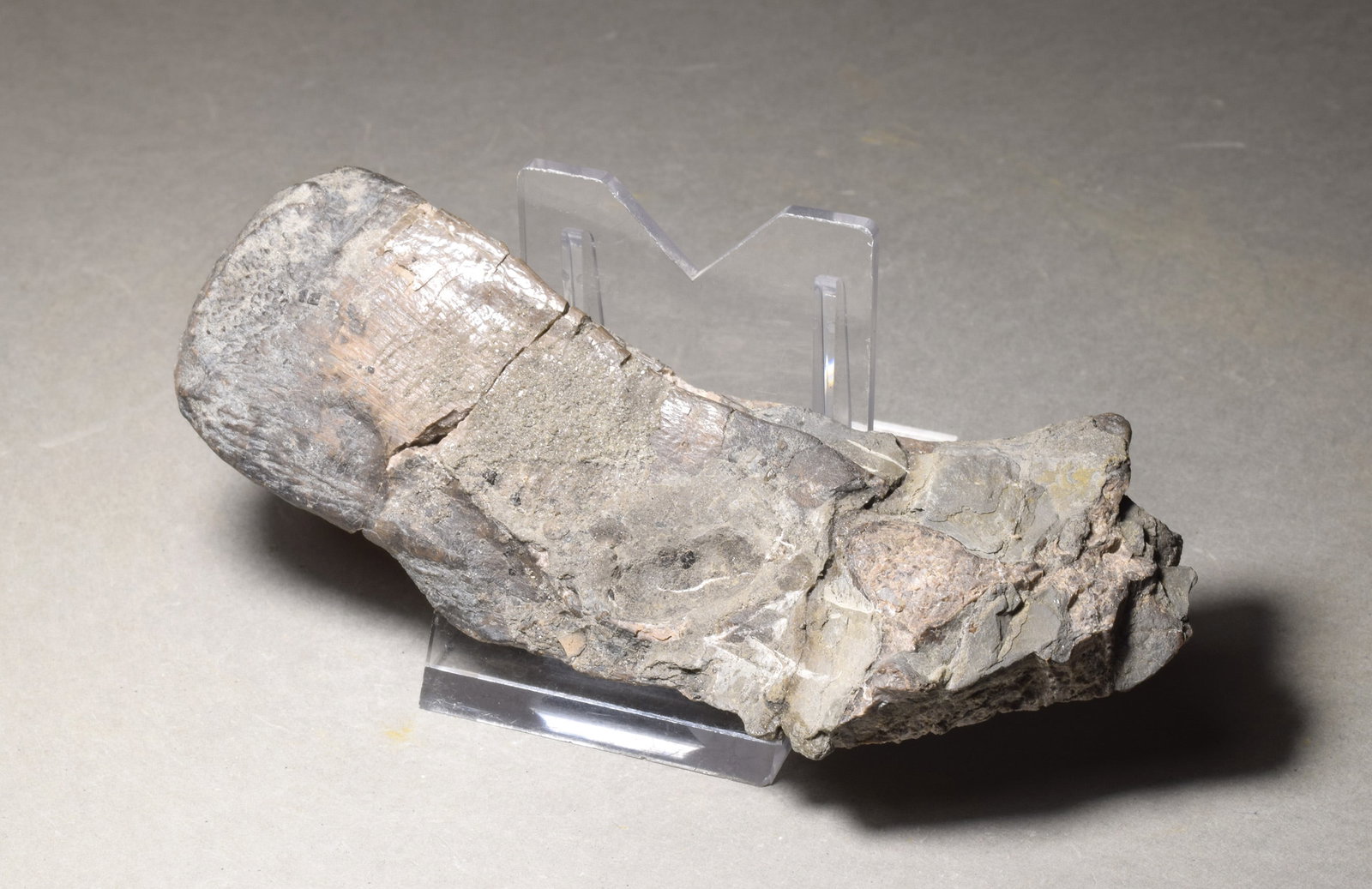 Collection of seven "bonebed" fossils - 9