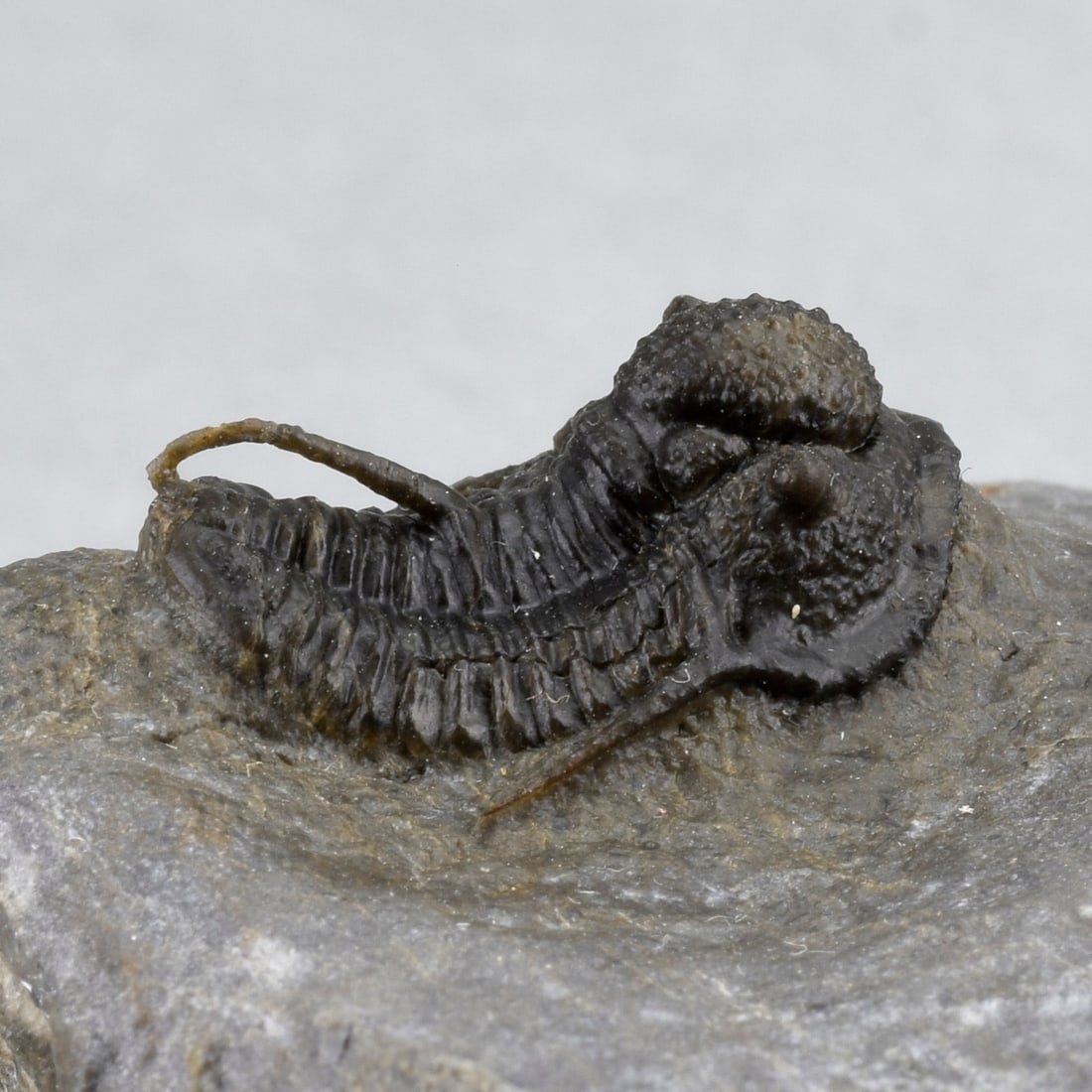 Fine Cyphaspis sp. - 10
