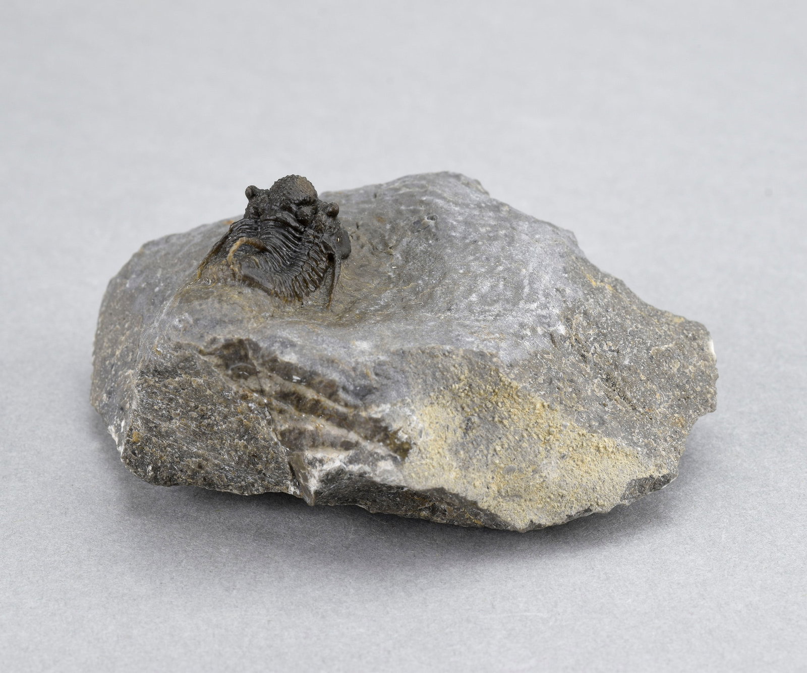 Fine Cyphaspis sp. - 11