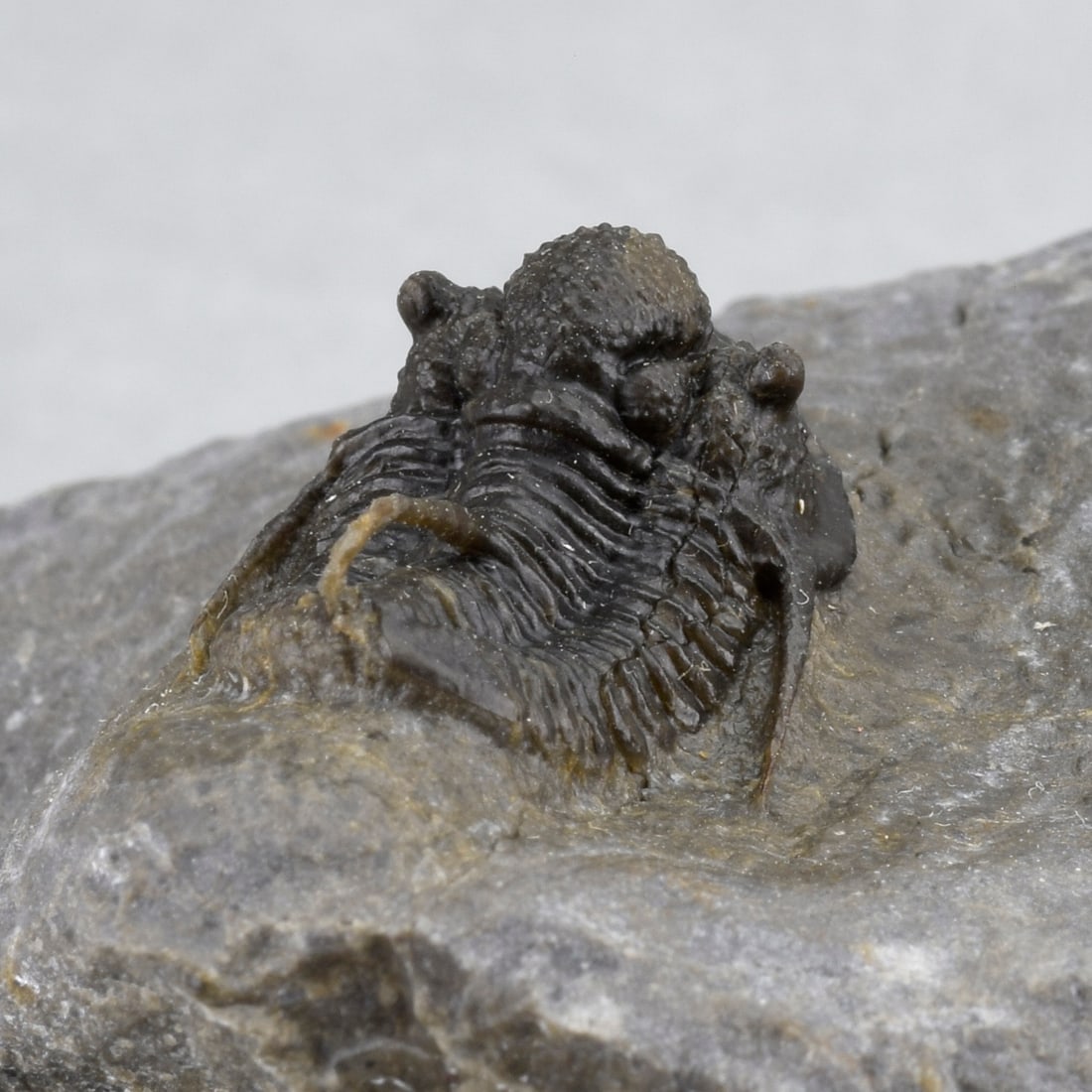 Fine Cyphaspis sp. - 12