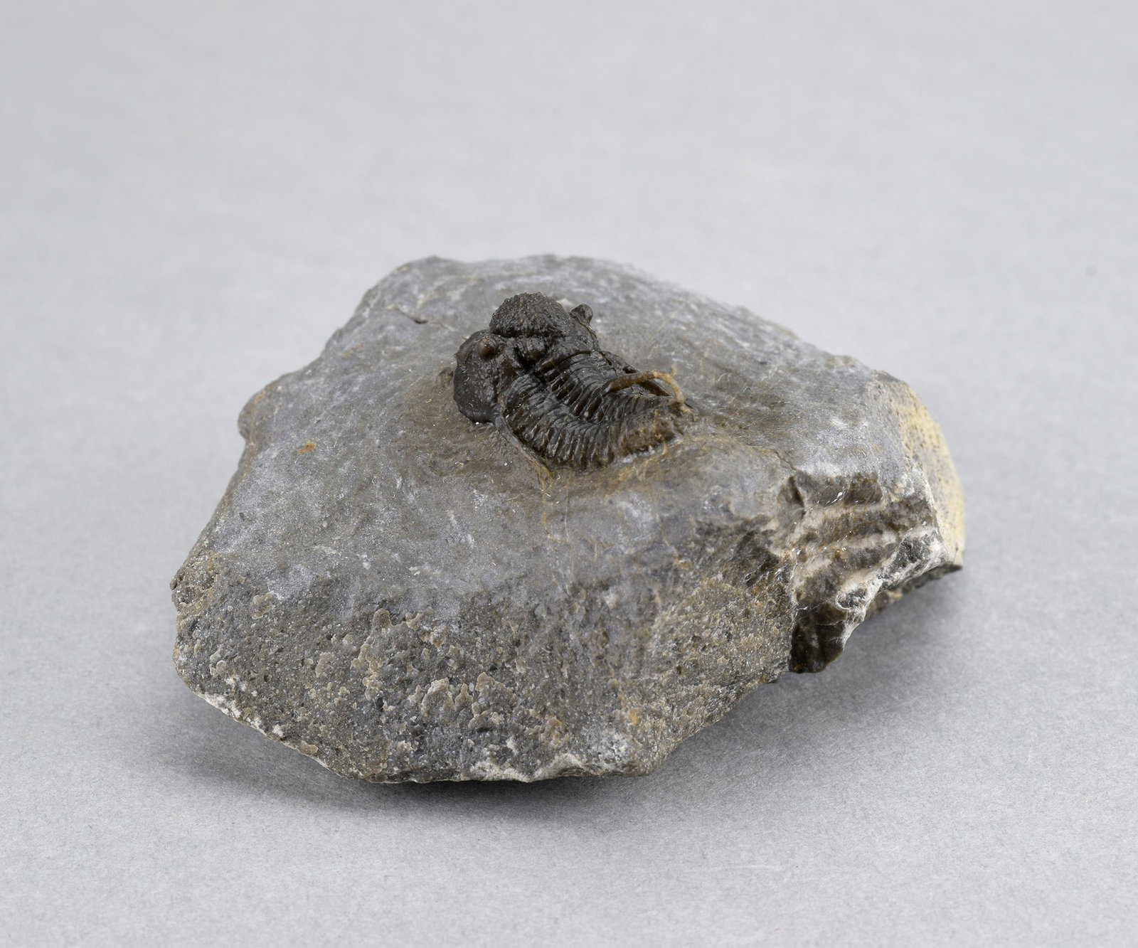 Fine Cyphaspis sp. - 13