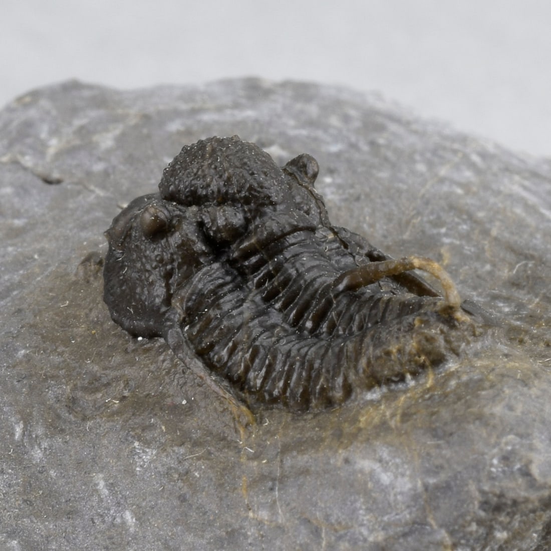 Fine Cyphaspis sp. - 14