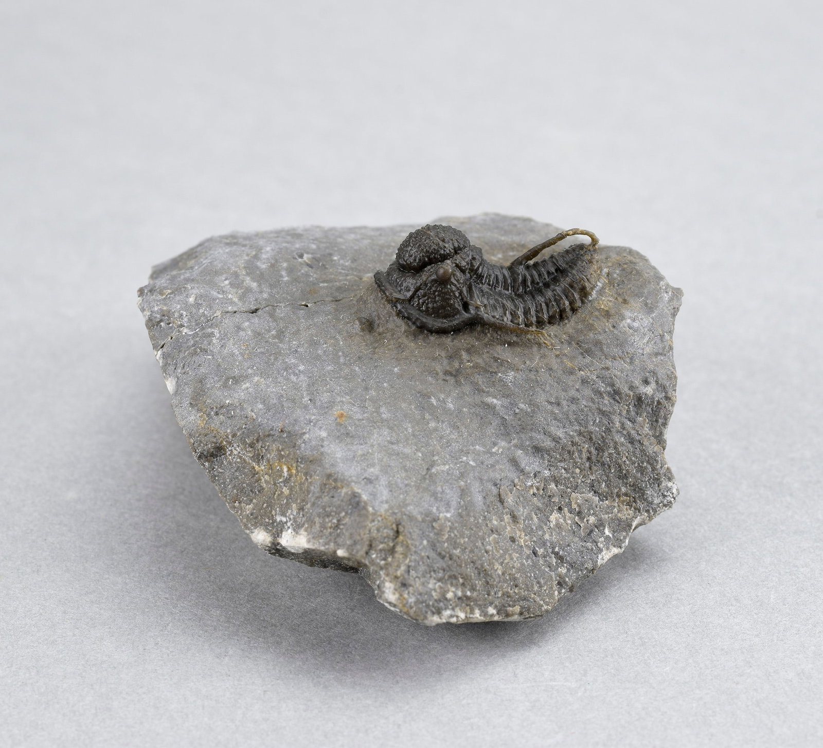 Fine Cyphaspis sp.: Title: Fine Cyphaspis sp. Origin: Morocco Size: c. 1.9 cm wide Cyphaspis Description: Species: Cyphaspis sp. Age: Devonian Locality: Morocco Measurements: c. 1.9 cm wide Cyphaspis - c. 6.5 x 4.5 cm (m
