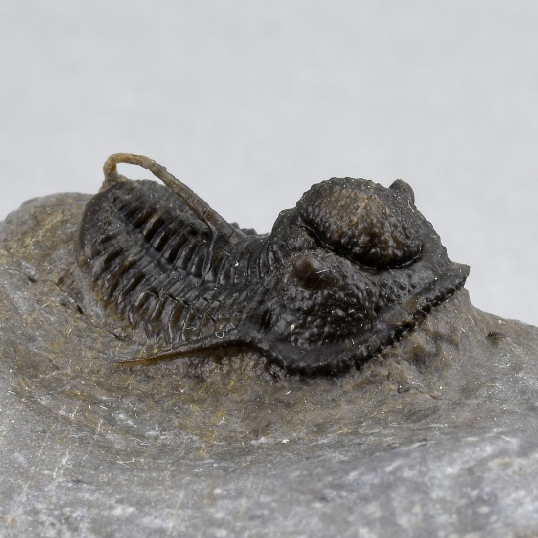 Fine Cyphaspis sp. - 8