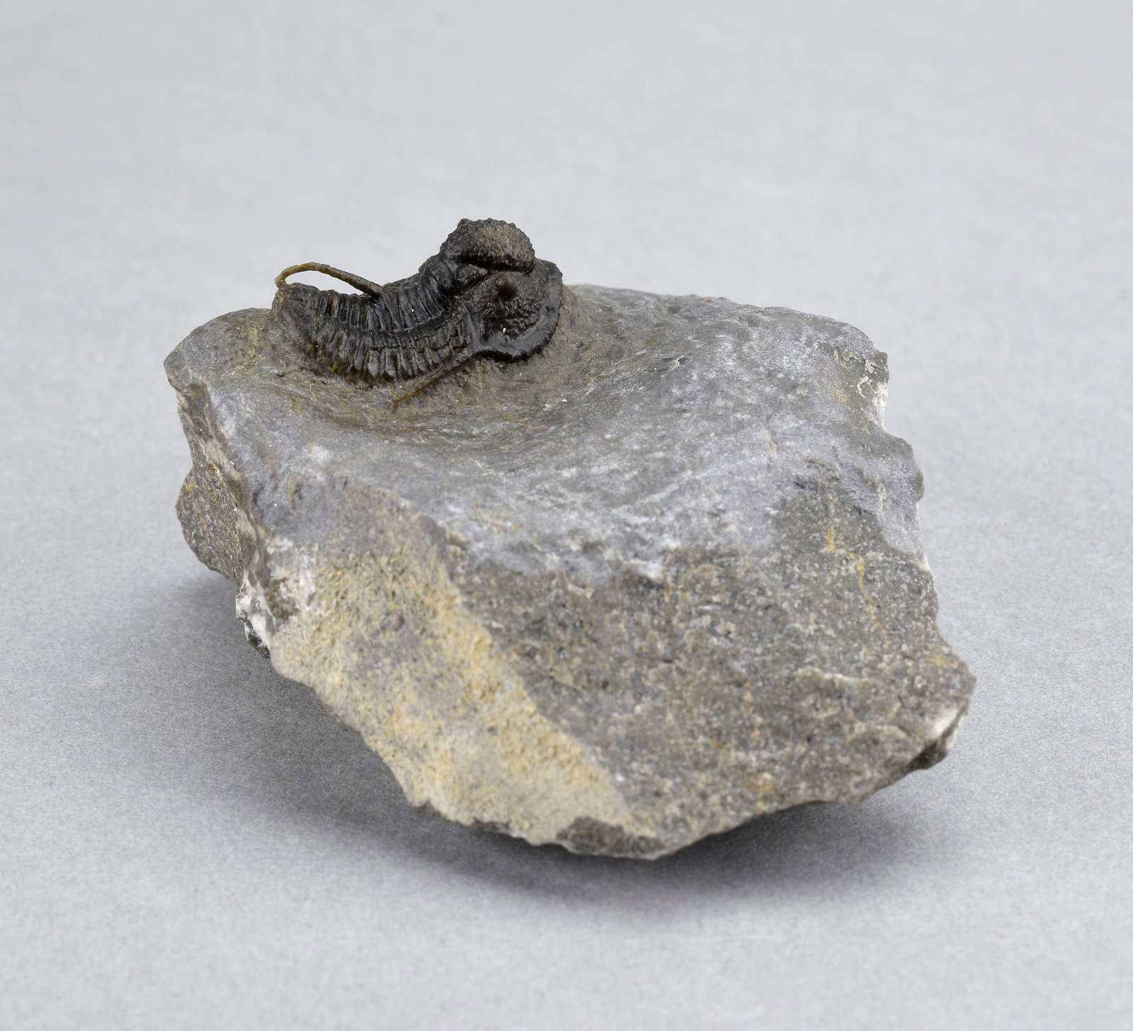 Fine Cyphaspis sp. - 9