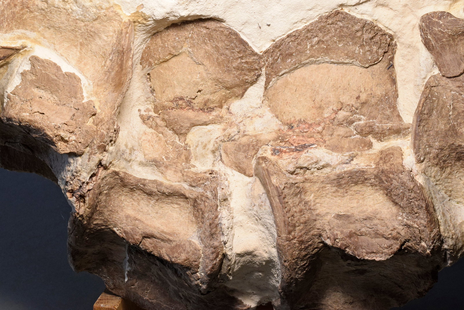 Set of five Sauropterygia vertebrae - 10