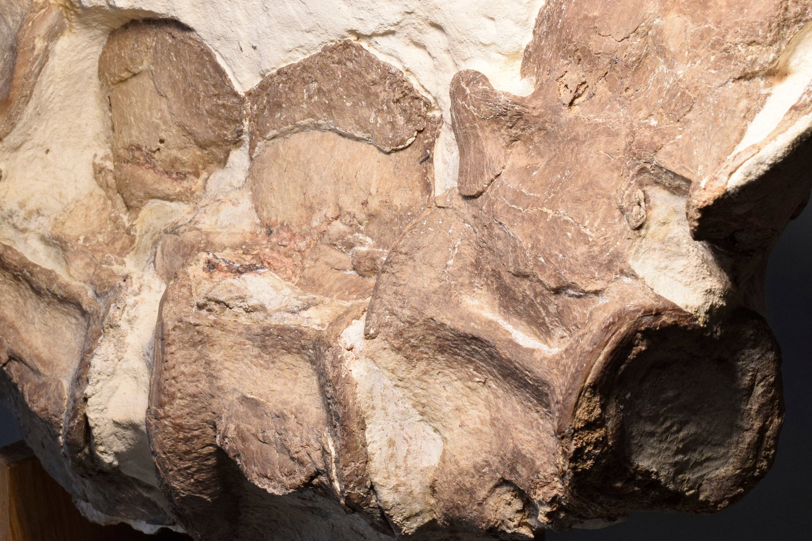 Set of five Sauropterygia vertebrae - 12