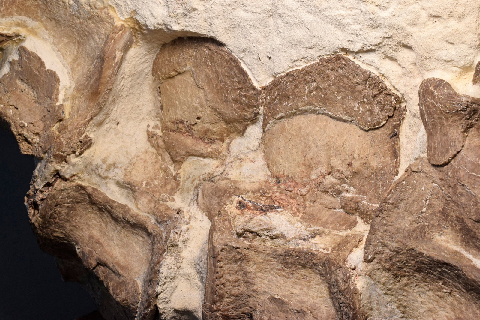 Set of five Sauropterygia vertebrae - 13