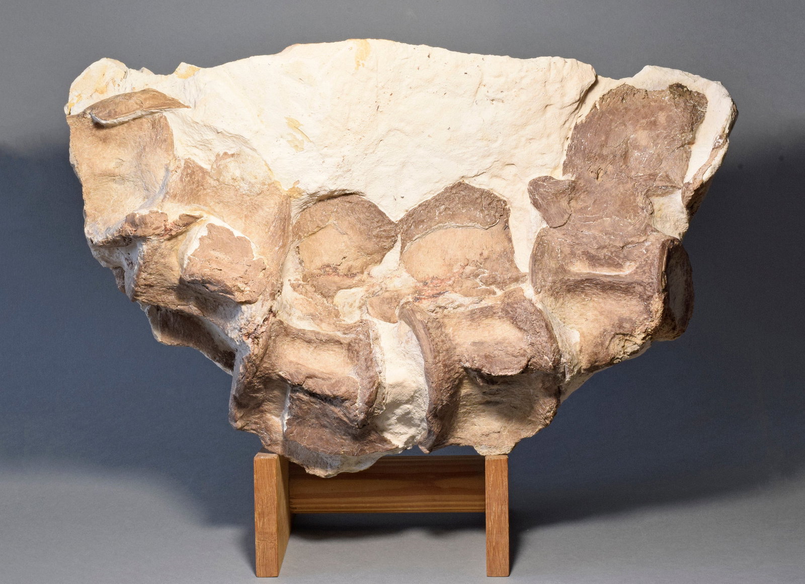 Set of five Sauropterygia vertebrae: Title: Set of five Sauropterygia vertebrae Origin: Morocco Size: c. 38 x 25 cm Description: Species: indeterminate Sauropterygia Age: Cretaceous, Turonian Locality: Asfla, Morocco Measurements: c. 38