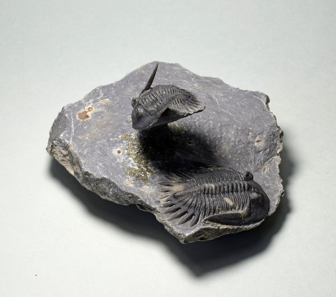 Beautiful Mrakibina cattoi combo: Title: Beautiful Mrakibina cattoi combo Origin: Morocco Size: 4.1 and c. 3 cm long trilobites Description: Species: Mrakibina cattoi Age: Devonian Locality: Morocco Measurements: 4.1 and c. 3 cm long