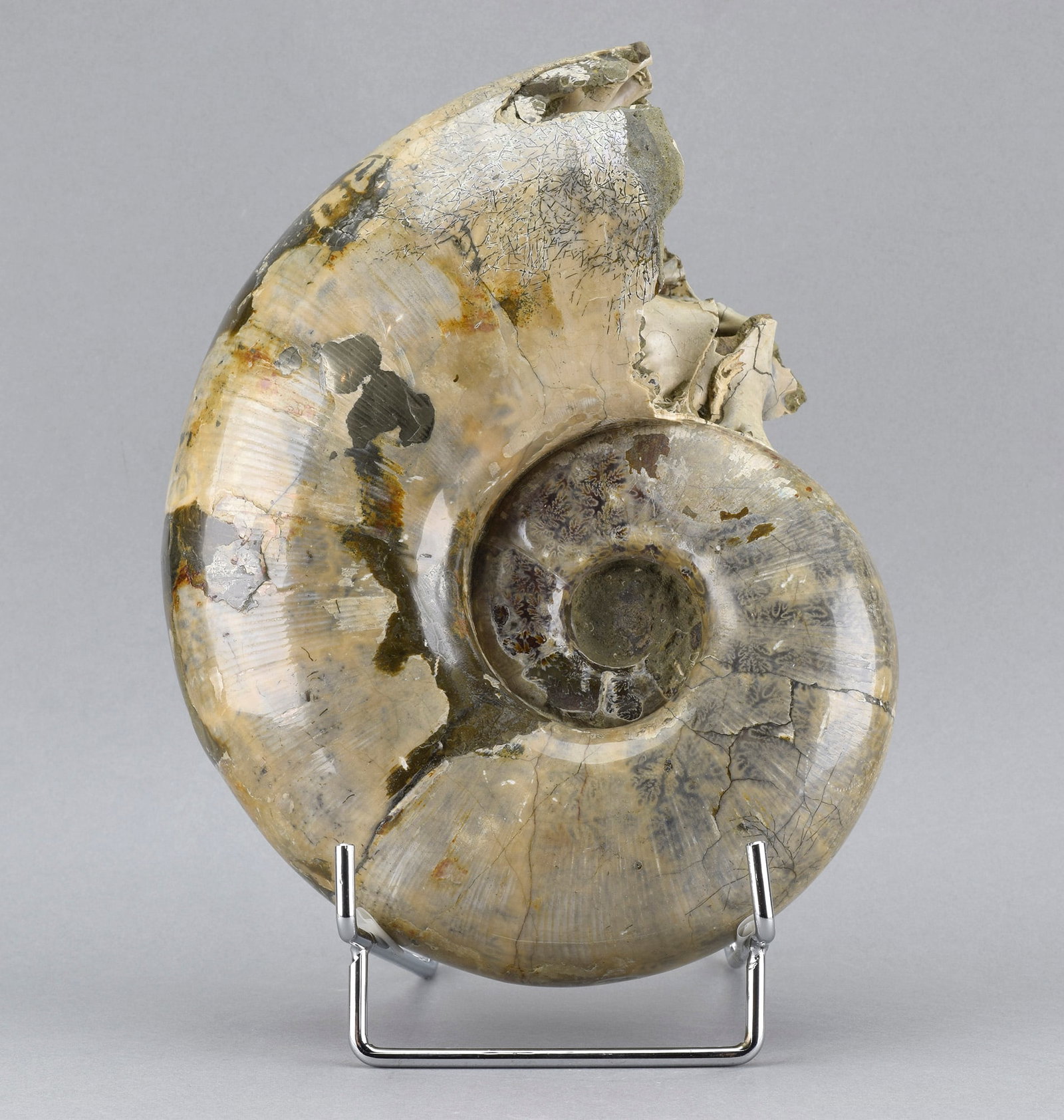 Argonauticeras besairiei ammonite with prepared septum: Title: Argonauticeras besairiei ammonite with prepared septum Origin: Madagascar Size: 21 cm diameter Description: Species: Argonauticeras besairiei Age: Cretaceous, Albian Locality: Mahajanga Basin, 