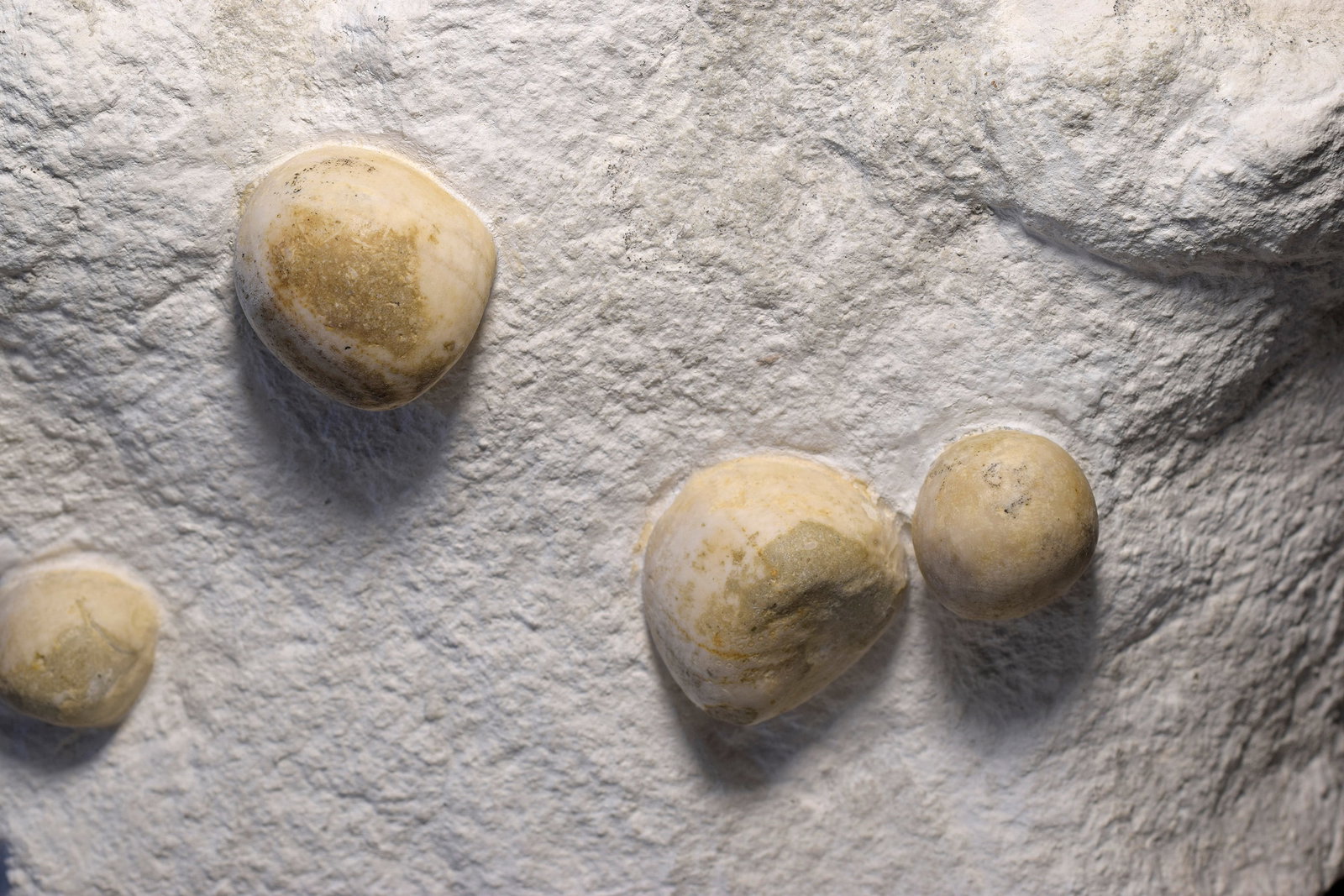 Slab with 13 Conulus subrotundus - 5