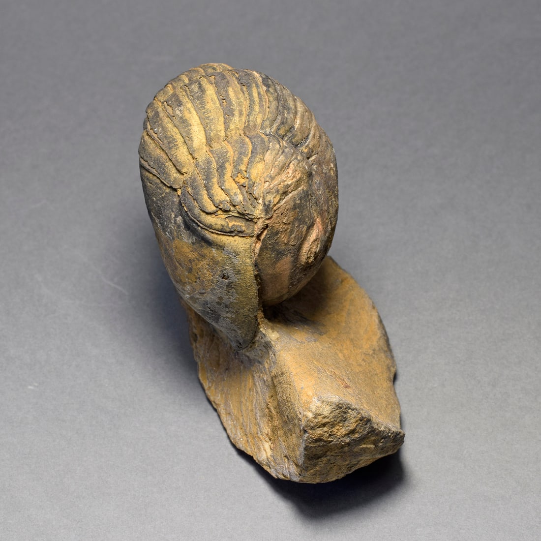 Rare trilobite Caudillaenus nicolasi - 3