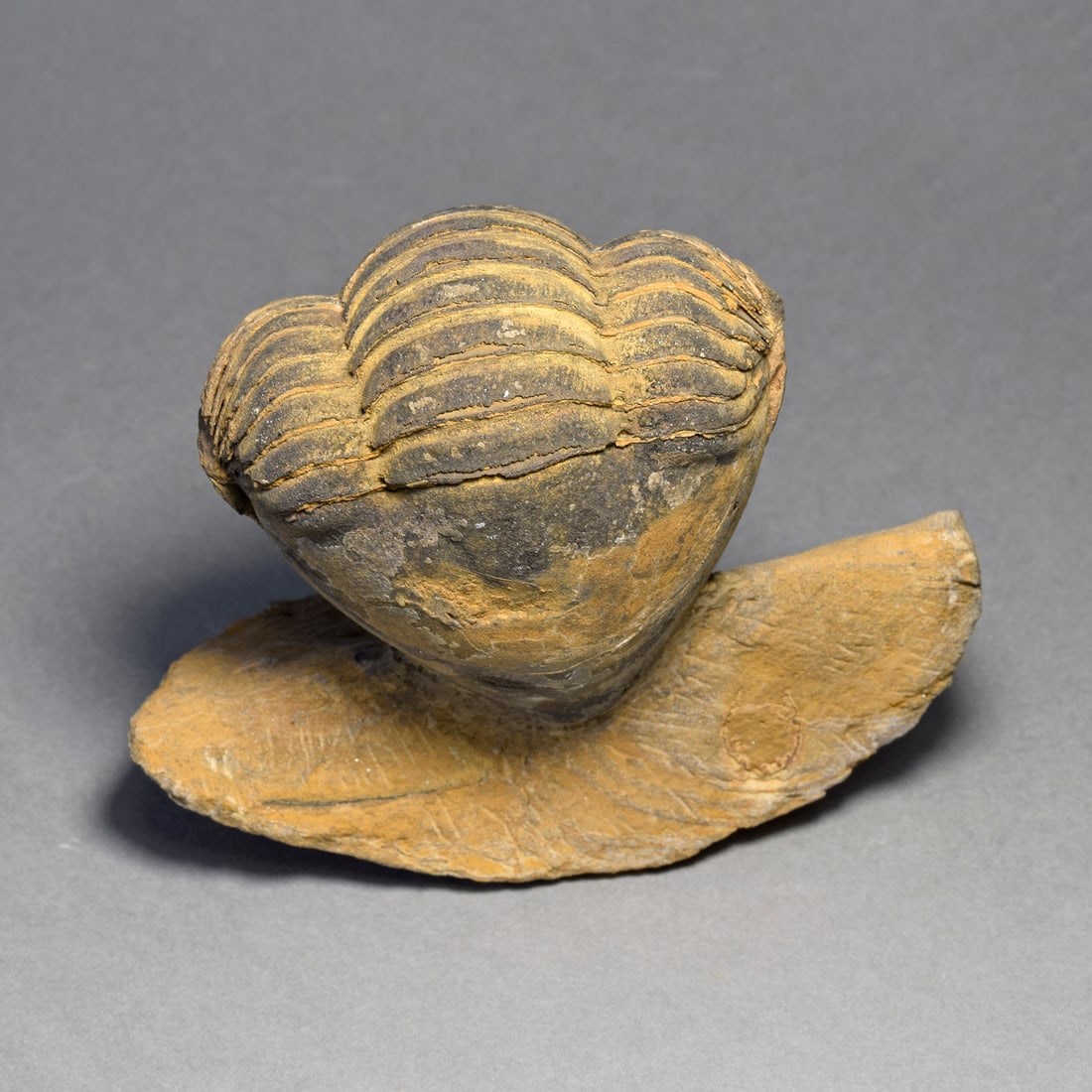 Rare trilobite Caudillaenus nicolasi - 4