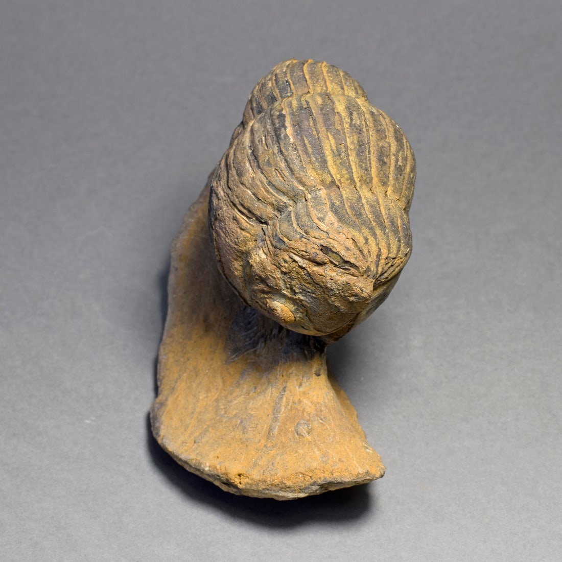 Rare trilobite Caudillaenus nicolasi - 5