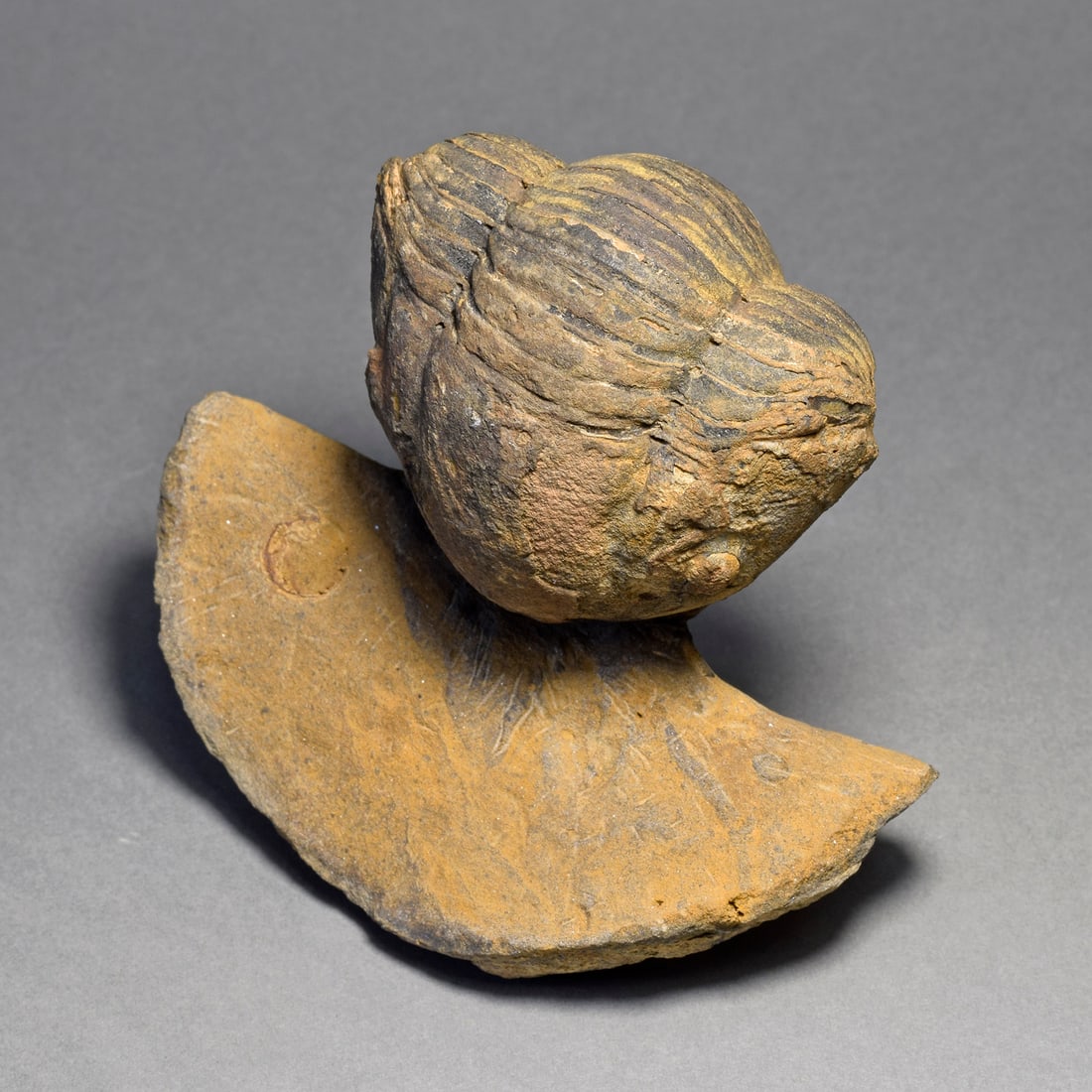 Rare trilobite Caudillaenus nicolasi - 6