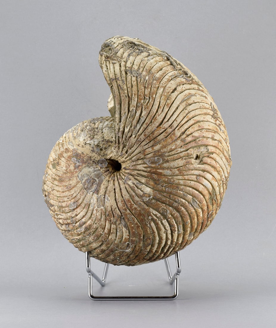 Large Nautilid - Cymatoceras sakalavus: Title: Large Nautilid - Cymatoceras sakalavus Origin: Madagascar Size: c. 21 cm diameter Description: Species: Cymatoceras sakalavus Age: Albian, Cretaceous Locality: Mahajanga, Madagascar