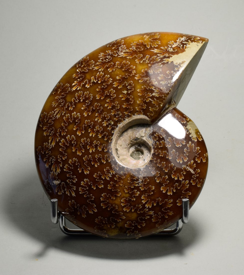 Polished Ammonite with highlighted suture lines - Aioloceras besairiei: Title: Polished Ammonite with highlighted suture lines - Aioloceras besairiei Origin: Madagascar Size: 12 cm diameter Description: Species: Aioloceras besairiei Age: Cretaceous, Albian Locality: