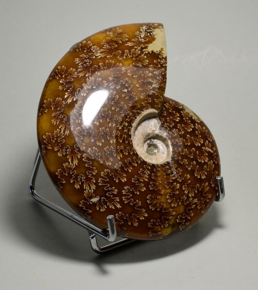 Polished Ammonite with highlighted suture lines - Aioloceras besairiei - 2