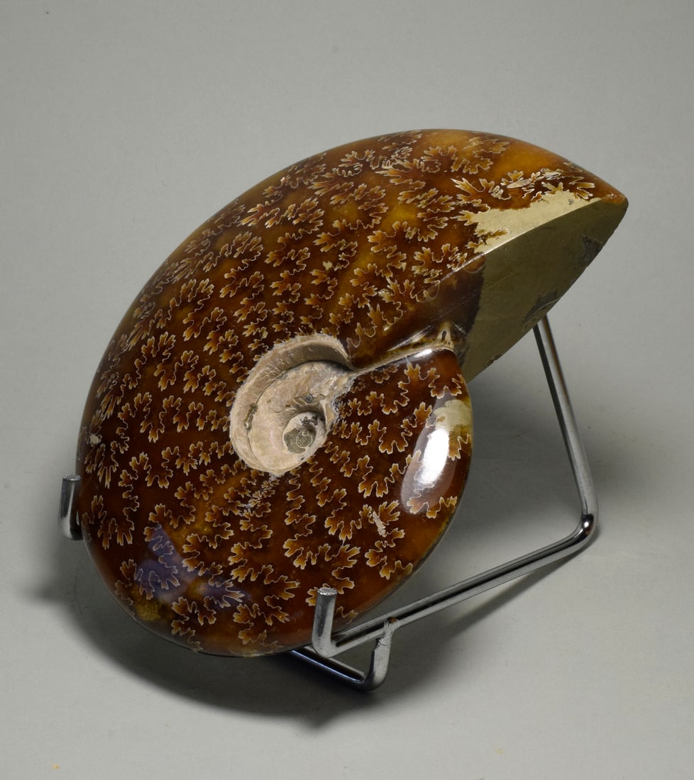 Polished Ammonite with highlighted suture lines - Aioloceras besairiei - 3